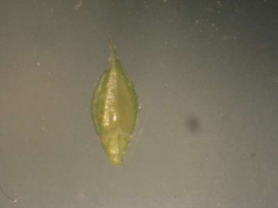 Echinochloa colona (L.) Link 