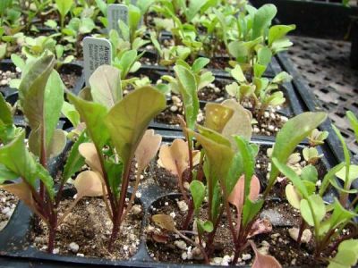 Eruca vesicaria subsp. sativa