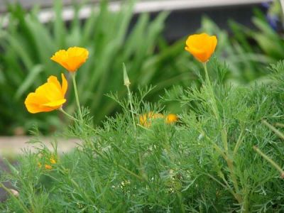 Eschscholzia californica