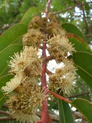Eucalyptus botryoides Sm. 