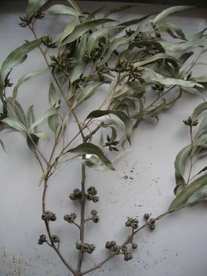 Eucalyptus tereticornis - 