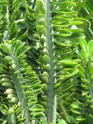 Euphorbia neriifolia - North America