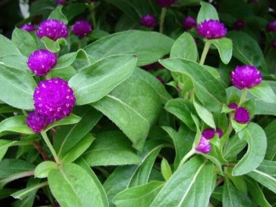 Gomphrena globosa