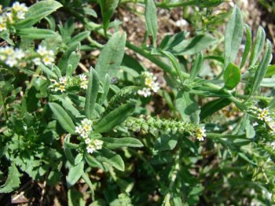 Heliotropium procumbens - a