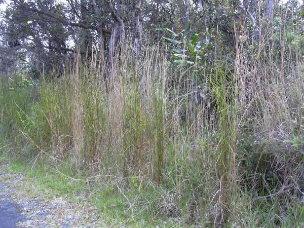 Hyparrhenia rufa,
braunes Deckgras,
capim-jaraguá,
geelaartamboekiegras,
giant thatching grass,
jaragua,
jaragua grass,
Jaraguagras,
jaraguagrass,
jaraguá,
yaragua Hyparrhenia rufa,
braunes Deckgras,
capim-jaraguá,
geelaartamboekiegras,
giant thatching grass,
jaragua,
jaragua grass,
Jaraguagras,
jaraguagrass,
jaraguá,
yaragua