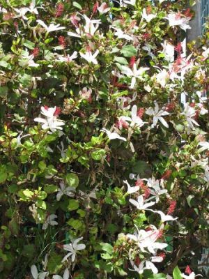 Hibiscus arnottianus subsp. arnottianus