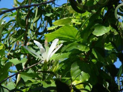 Hibiscus arnottianus subsp. immaculatus