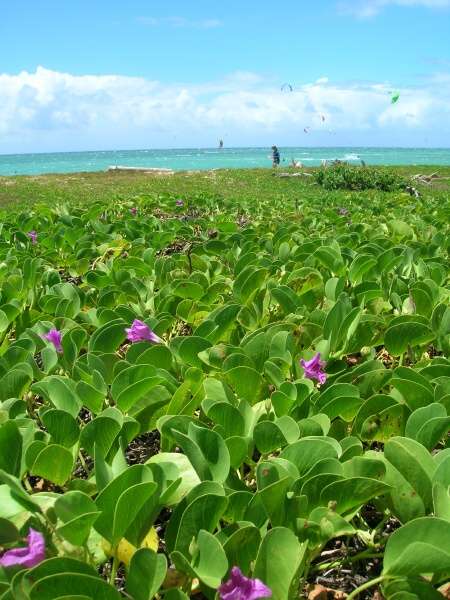 Ipomoea pes Ipomoea pes