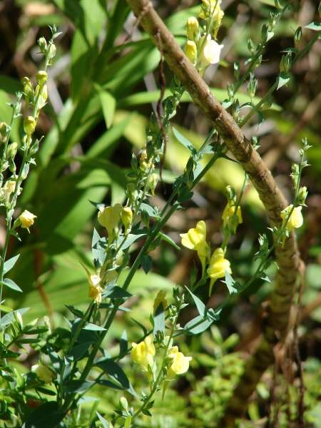 Linaria genistifolia subsp. dalmatica (L.) Maire & Petitm.