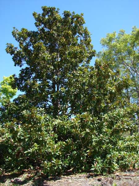 Magnolia grandiflora L.