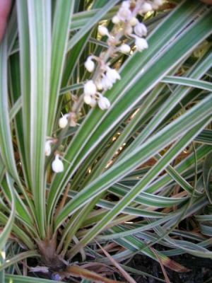 Liriope spicata -
