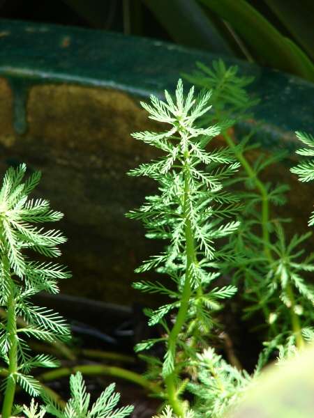 Myriophyllum aquaticum (Vell.) Verdc.