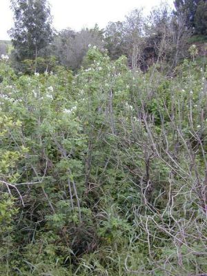 Montanoa hibiscifolia