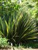 Phormium tenax - Habit at Enchanting Floral Gardens of Kula, Maui - Credit: Forest and Kim Starr - Plants of Hawaii - Image licensed under a Creative Commons Attribution 3.0 License, permitting sharing and adaptation with attribution.