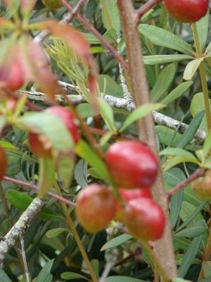 Prunus persica (L.) Batsch