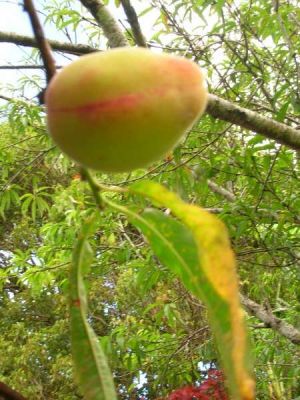 Prunus persica var. persica - North America