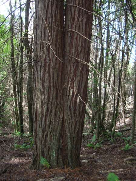 Sequoia sempervirens (D. Don) Endl.
