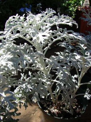 Senecio cineraria DC., nom. nov.