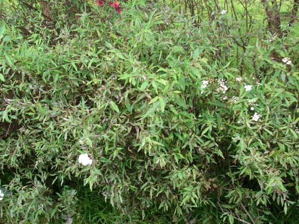 Spiraea cantoniensis Lour.