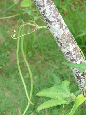 Vigna unguiculata subsp. sesquipedalis