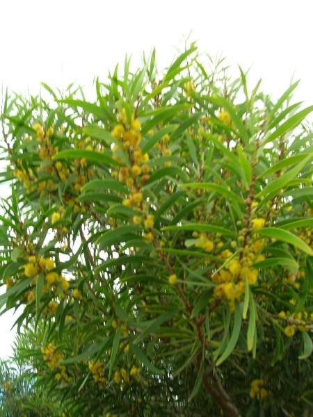 Acacia confusa Merr. - Small Philippine acacia