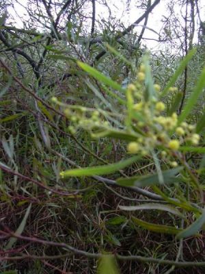 Acacia retinodes - 