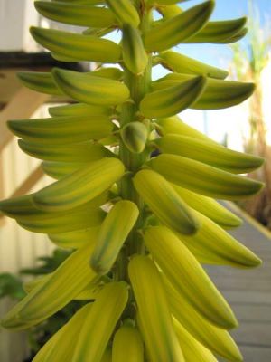 Aloe vera (L.) Burm. f. 