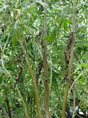 Artemisia australis