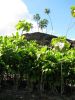 Broussonetia papyrifera - Habit with Piilanihale heiau at Kahanu Gardens NTBG Kaeleku Hana, Maui - Credit: Forest and Kim Starr - Plants of Hawaii - Image licensed under a Creative Commons Attribution 3.0 License, permitting sharing and adaptation with attribution.