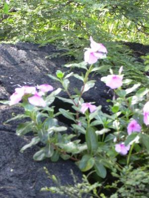 Catharanthus roseus - 