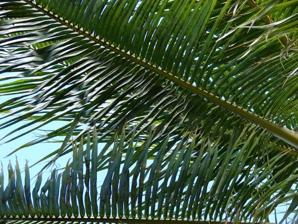 palmas de coco. Palma de Coco