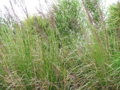 Chrysopogon zizanioides