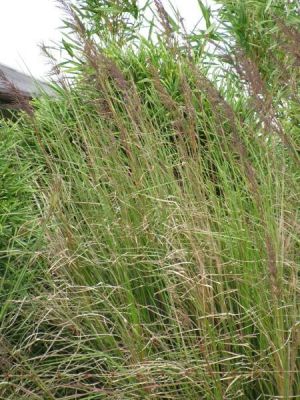 Chrysopogon zizanioides