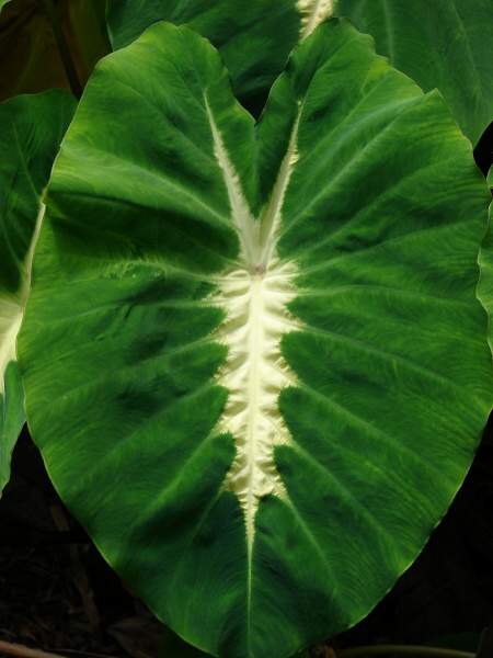 Colocasia esculenta (L.) Schott