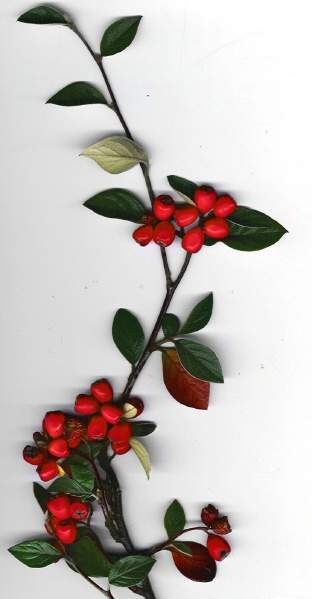 Cotoneaster pannosus Franch.