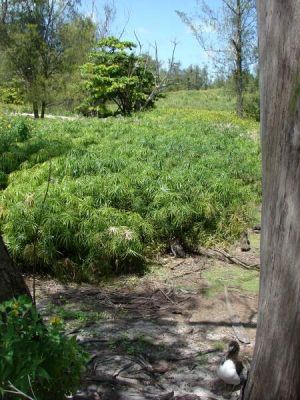 Cyperus involucratus - 