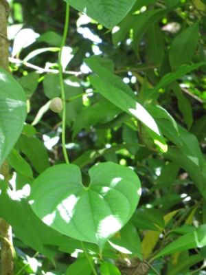 Dioscorea bulbifera