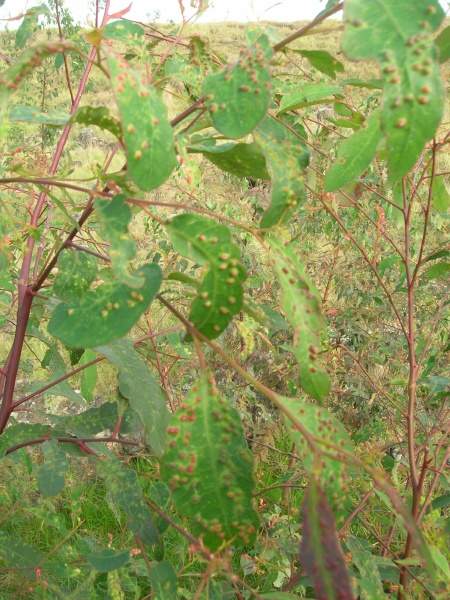 Eucalyptus botryoides Sm.