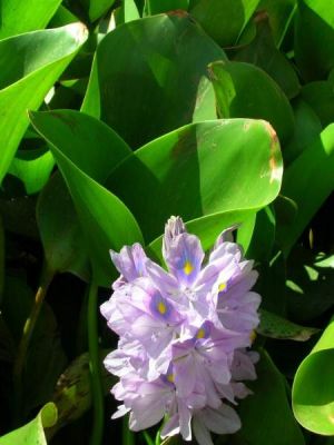 Eichhornia crassipes - 