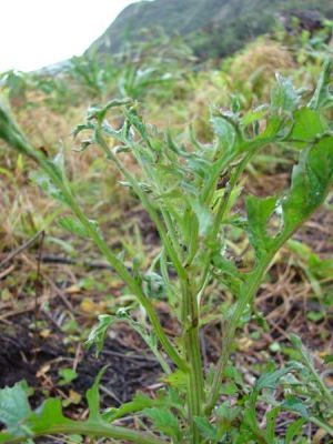 Erechtites valerianifolia