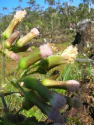 Erechtites valerianifolia