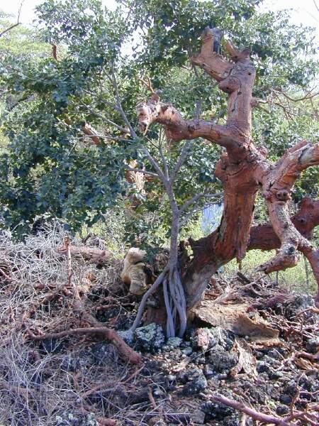 Ficus microcarpa