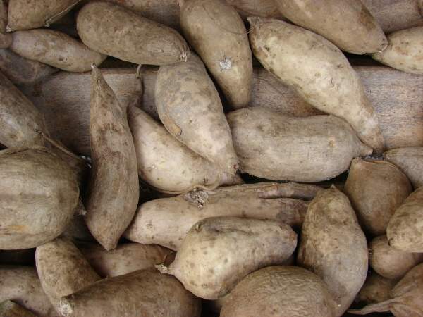Ipomoea batatas (L.) Lam.