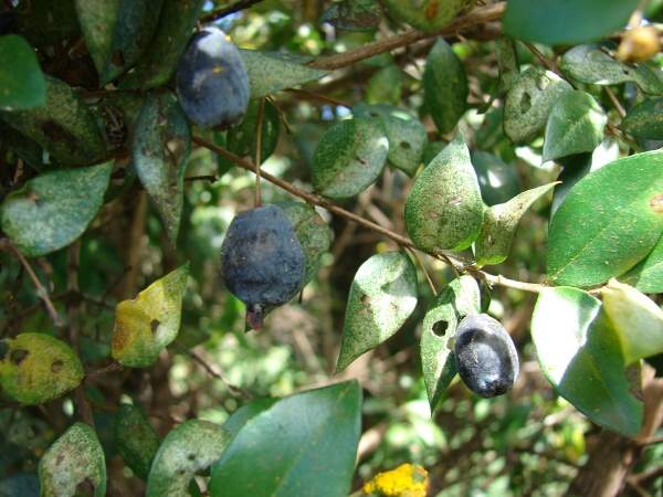 Myrtle Myrtus communis L.