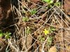 Oxalis corniculata - Flower and habit at Puu Ku, Maui - Credit: Forest and Kim Starr - Plants of Hawaii - Image licensed under a Creative Commons Attribution 3.0 License, permitting sharing and adaptation with attribution.