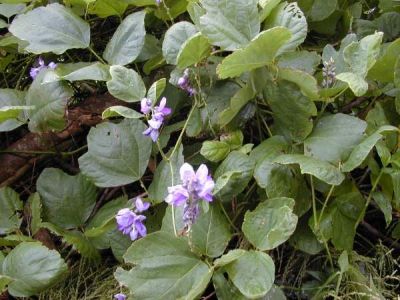 Pueraria montana var. lobata