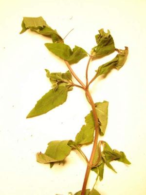 Sigesbeckia orientalis