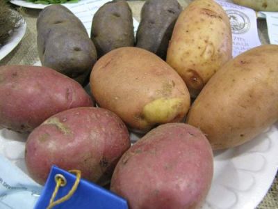 Solanum tuberosum - a