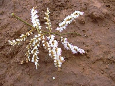 Tamarix aphylla