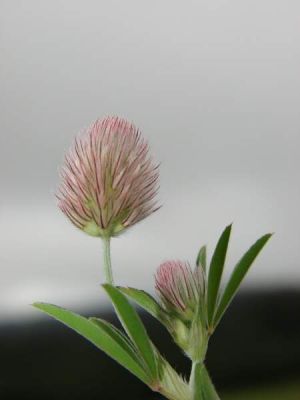 Trifolium arvense - 